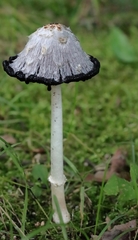 Coprinus comatus