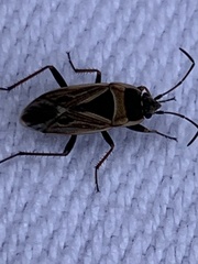 Xanthochilus saturnius