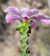 Acmadenia tetragona