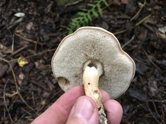 Tylopilus felleus