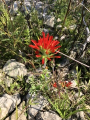 Castilleja coccinea