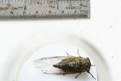 Neotibicen canicularis