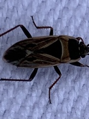 Xanthochilus saturnius