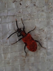Lemodes coccinea