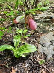 Cypripedium acaule