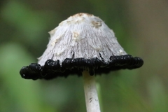 Coprinus comatus