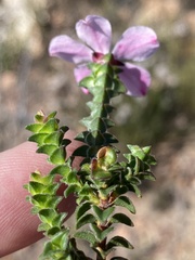 Acmadenia tetragona