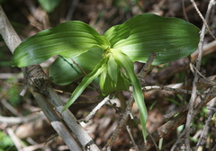 Epipactis