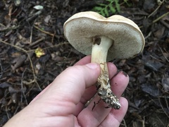 Tylopilus felleus