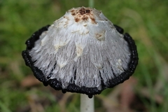 Coprinus comatus