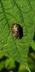 Arhyssus