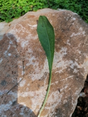 Lactuca virosa
