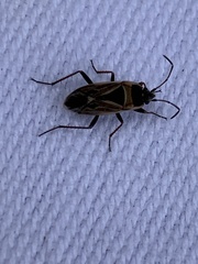 Xanthochilus saturnius