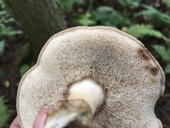 Tylopilus felleus