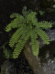 Adiantum pedatum