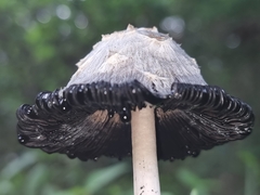 Coprinus comatus