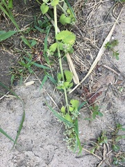 Nepeta cataria