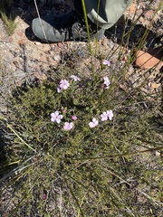 Acmadenia tetragona