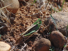 Locusta migratoria