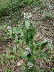 Pycnanthemum incanum