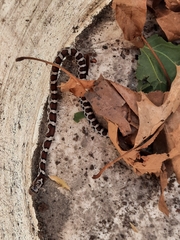 Lampropeltis triangulum