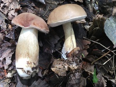 Tylopilus felleus