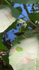 Ichneumonidae