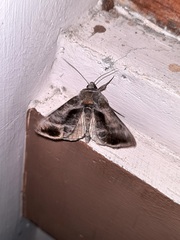 Chrysodeixis