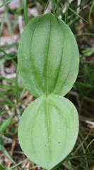 Neottia ovata