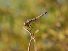 Trithemis annulata