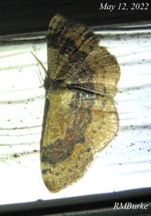 Leptostales ferruminaria