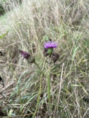 Carduus crispus