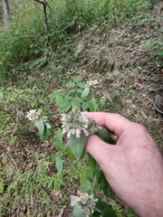 Pycnanthemum incanum
