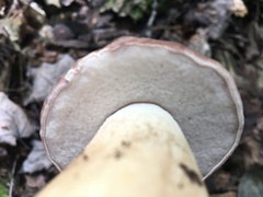 Tylopilus felleus