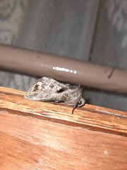 Chrysodeixis