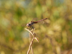 Trithemis annulata