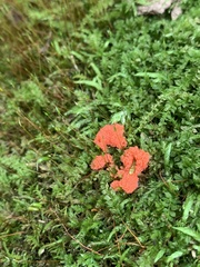 Tubifera