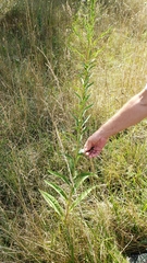 Solidago sempervirens