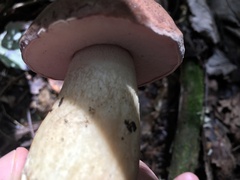 Tylopilus felleus