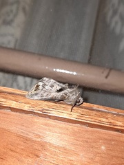 Chrysodeixis