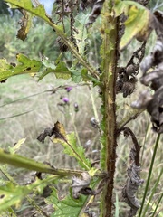 Carduus crispus