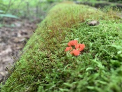 Tubifera