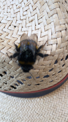 Bombus terrestris