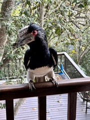 Bycanistes bucinator