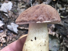 Tylopilus felleus