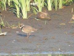 Charadrius hiaticula