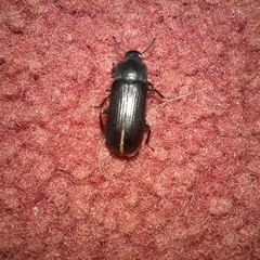 Tenebrio molitor