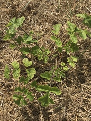 Heracleum sphondylium