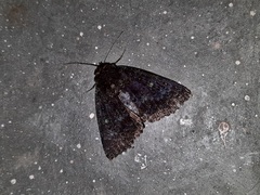 Condica