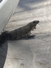 Ctenosaura similis